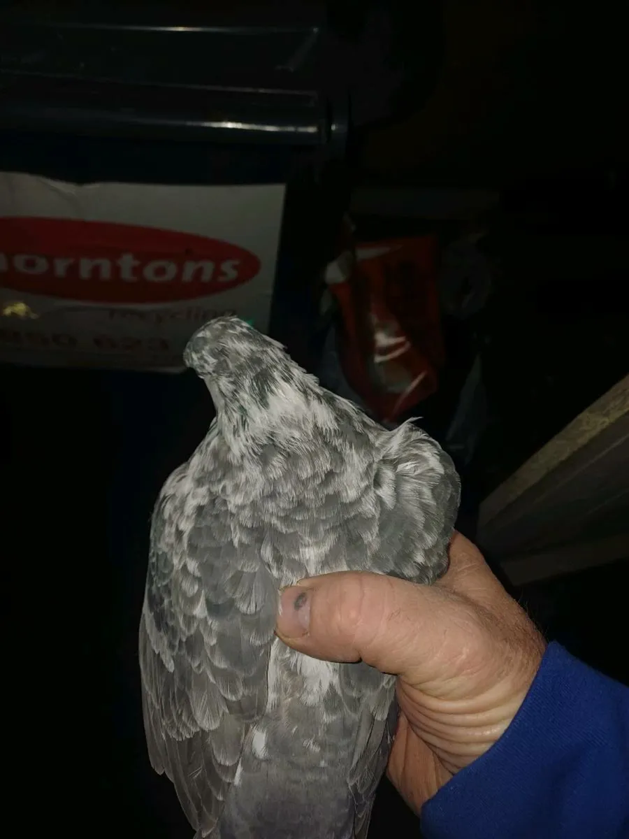 Limerick tumbler - Image 1