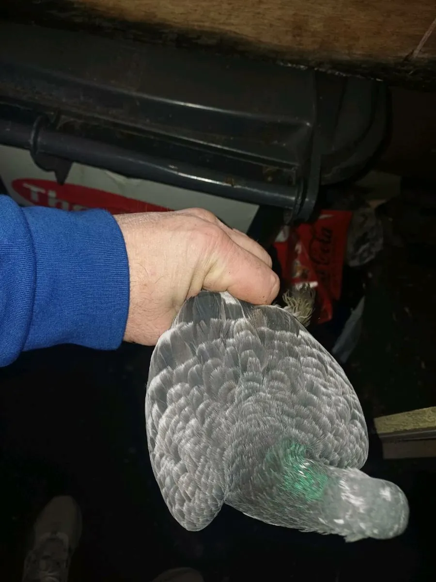 Limerick tumbler - Image 2