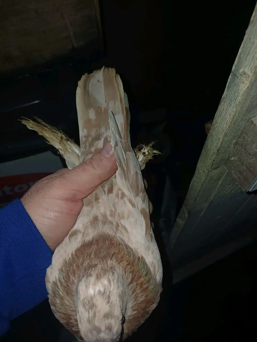 Limerick tumbler - Image 3