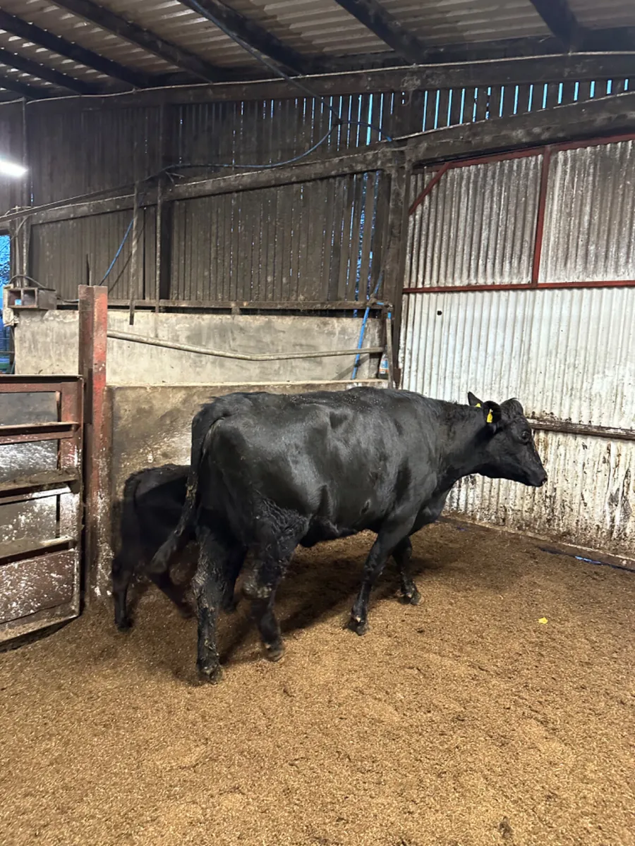 Angus outfit - Image 2