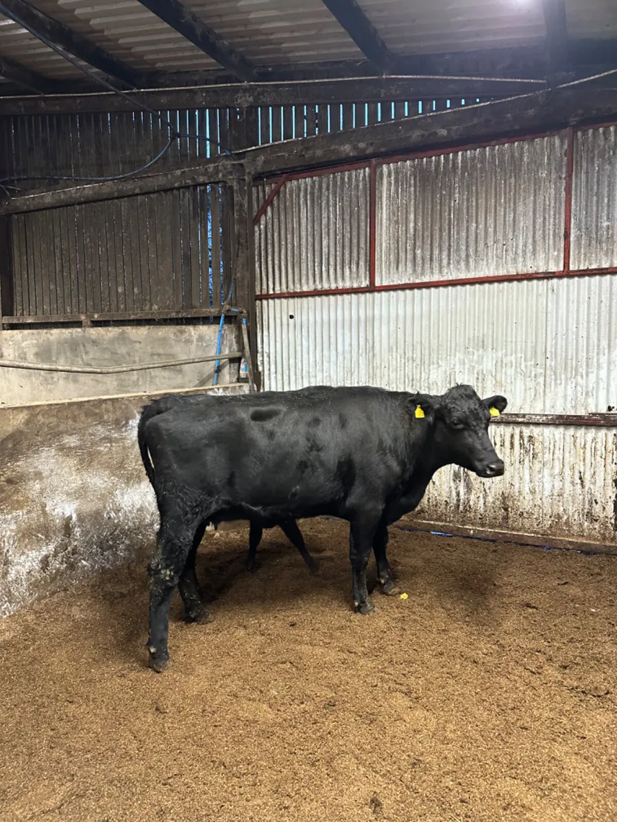 Angus outfit - Image 4