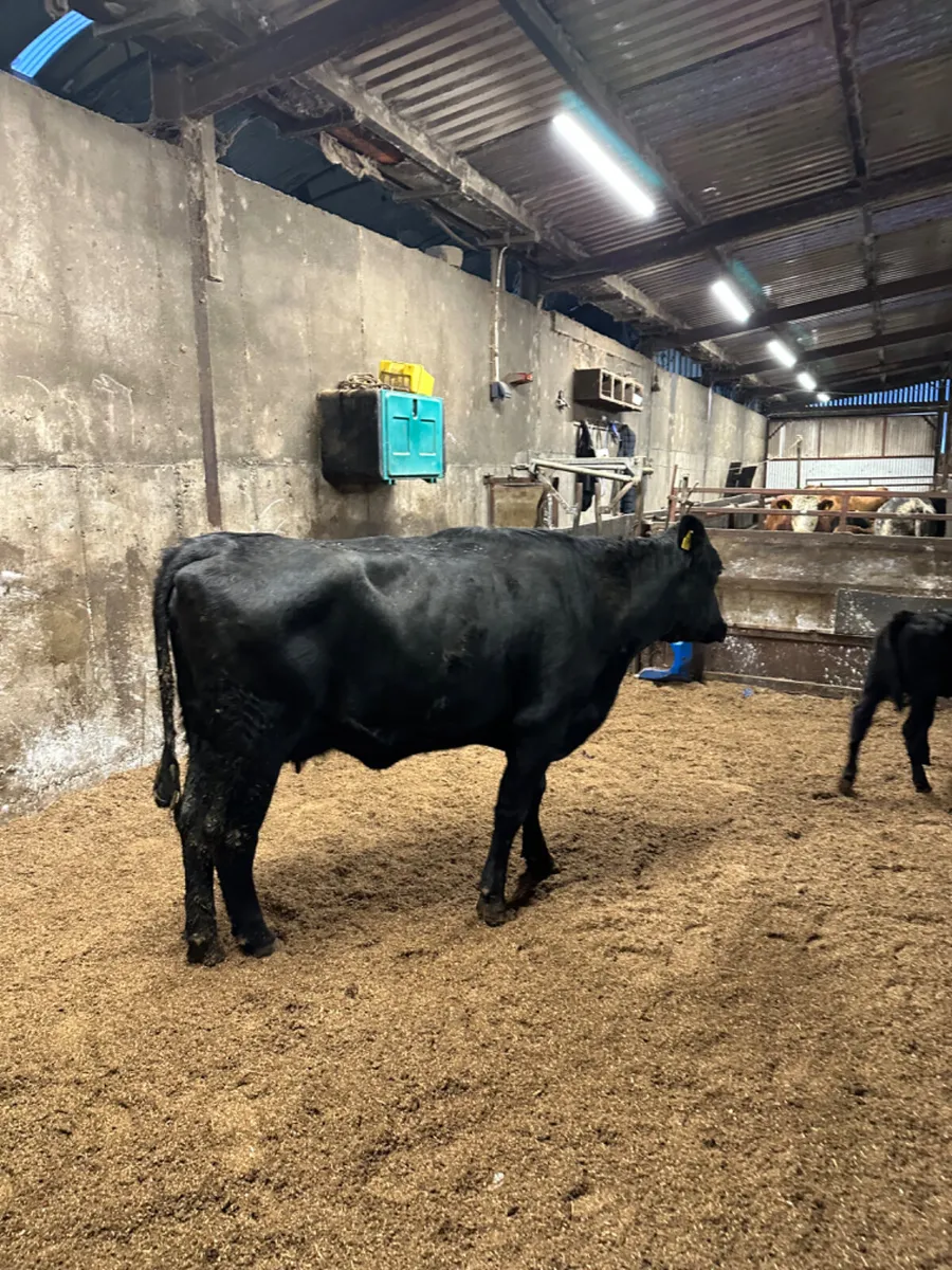 Angus outfit - Image 1