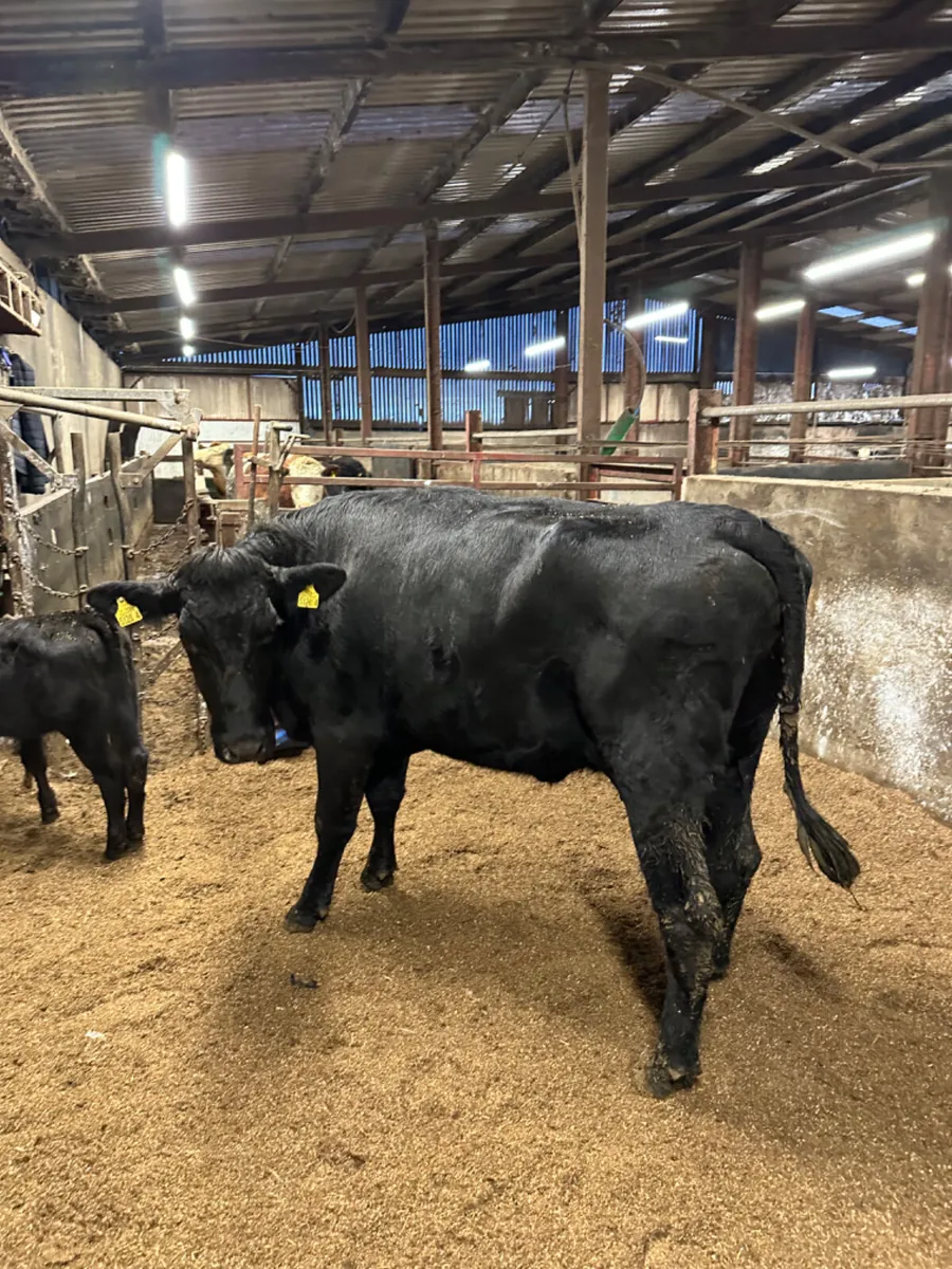 Angus outfit - Image 3