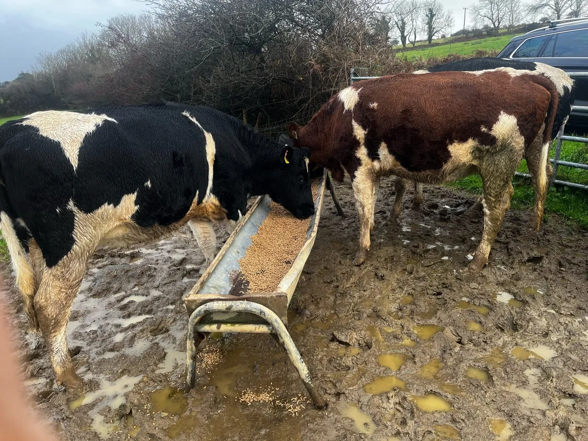 Incalf heifers - Image 1