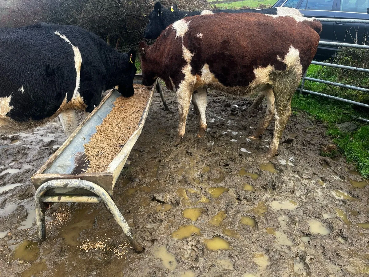 Incalf heifers - Image 2