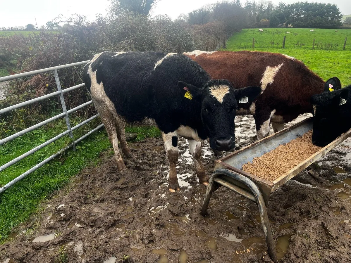 Incalf heifers - Image 3