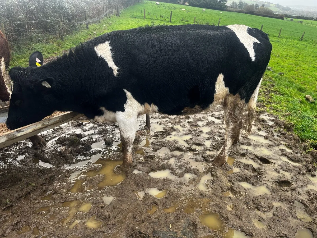 Incalf heifers - Image 4