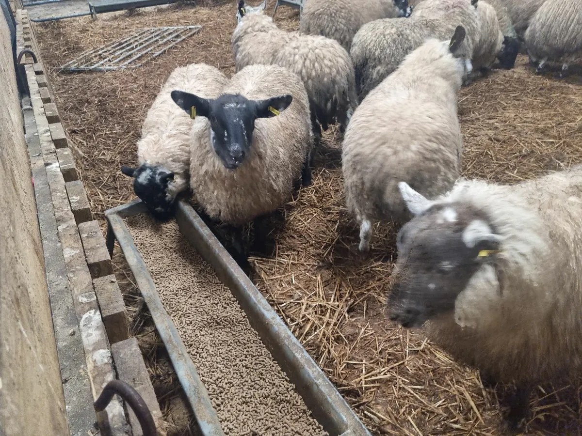 Ewe Lambs - Image 1