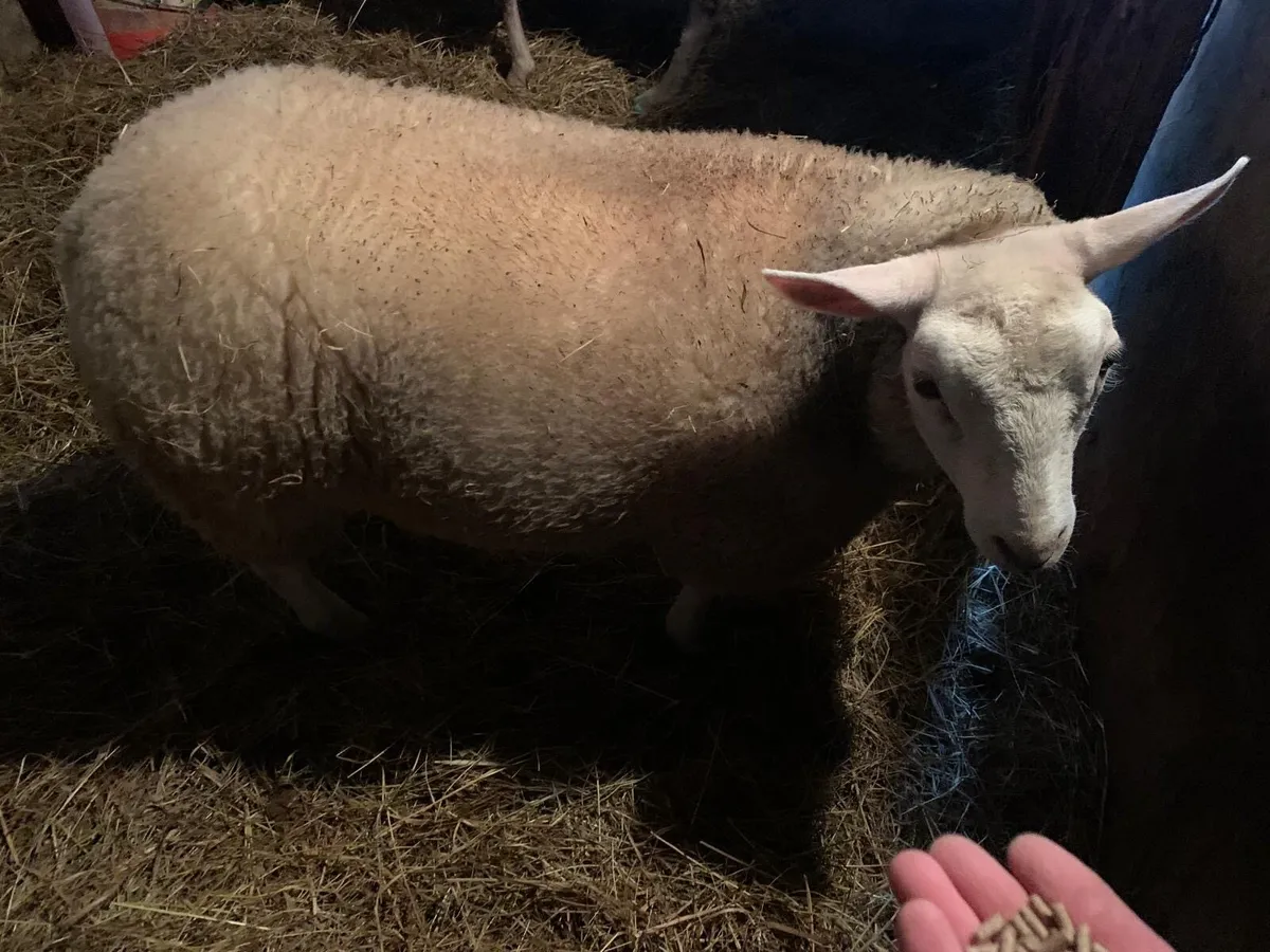 Pet Ewe Lamb - Image 1