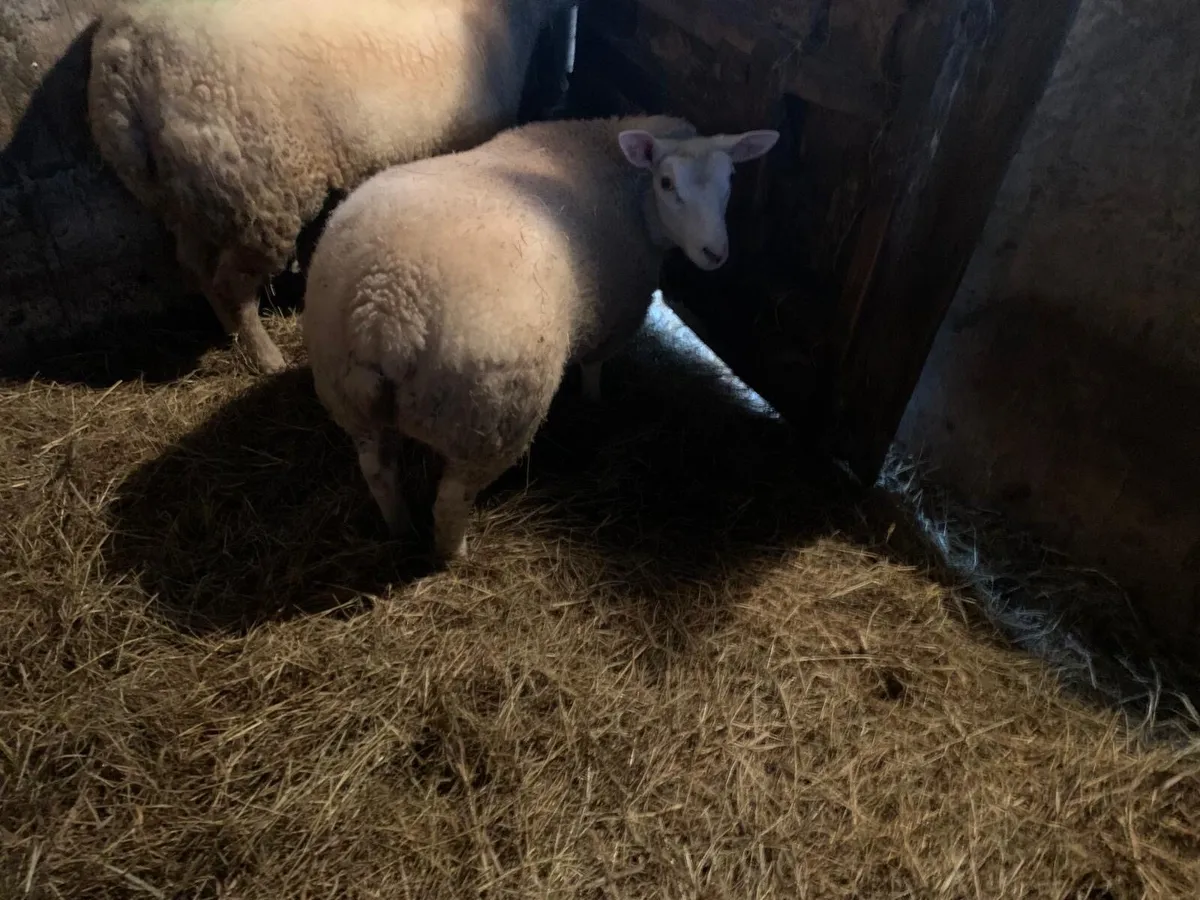 Pet Ewe Lamb - Image 2