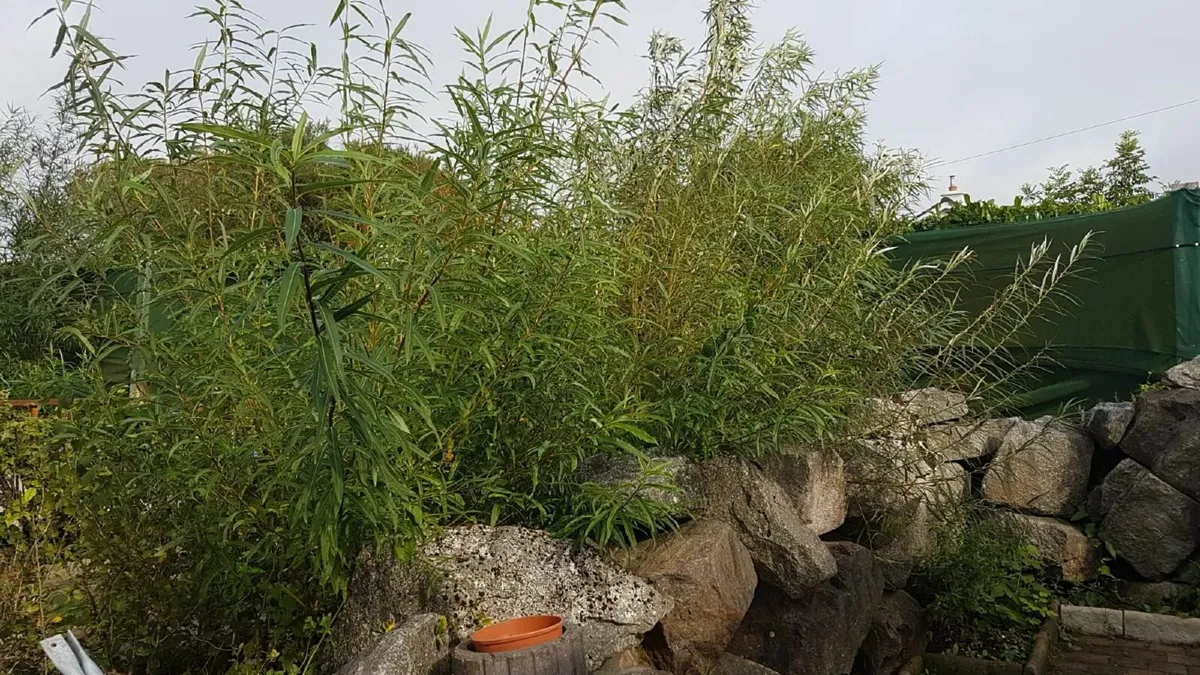 50/100 etc THICK WILLOW CUTTINGS for Hedges,Basket - Image 2