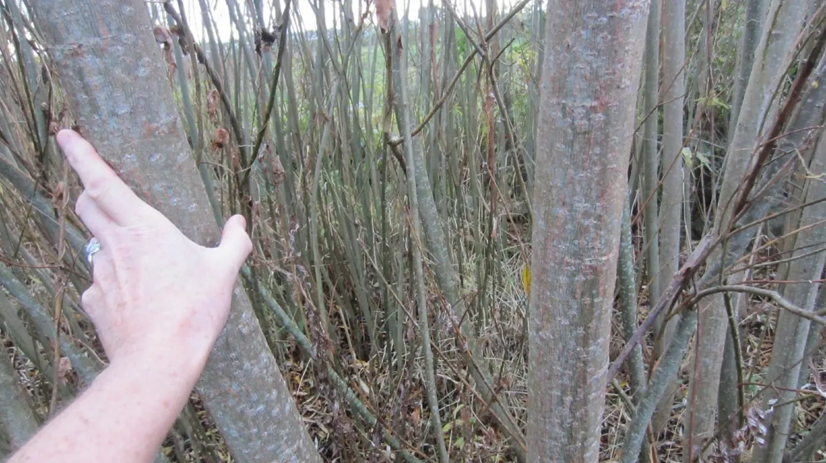 50/100 etc THICK WILLOW CUTTINGS for Hedges,Basket - Image 4