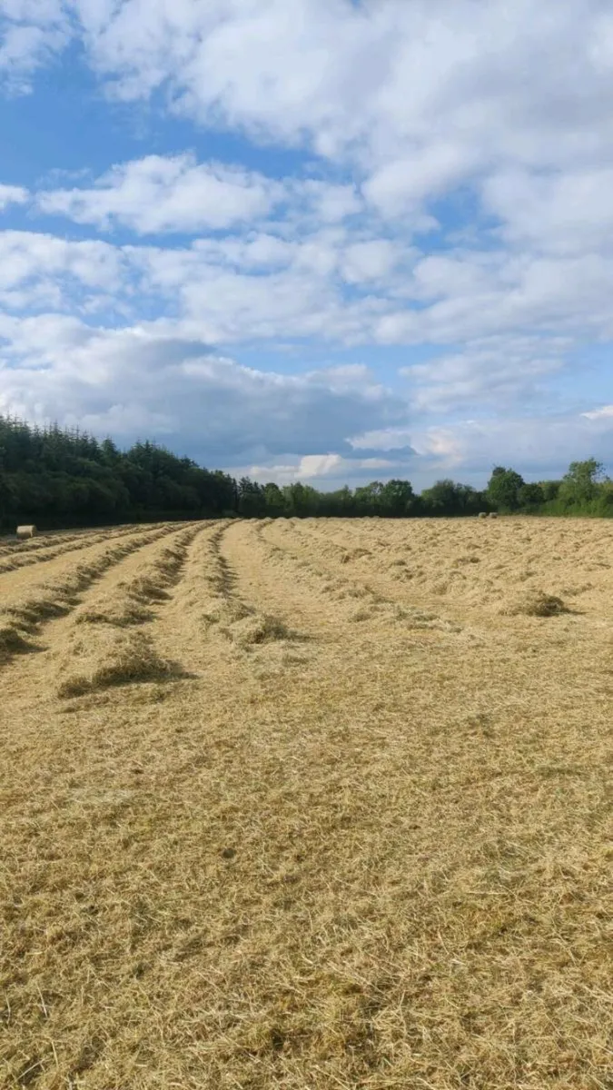 Haylage suitable for horses - Image 3