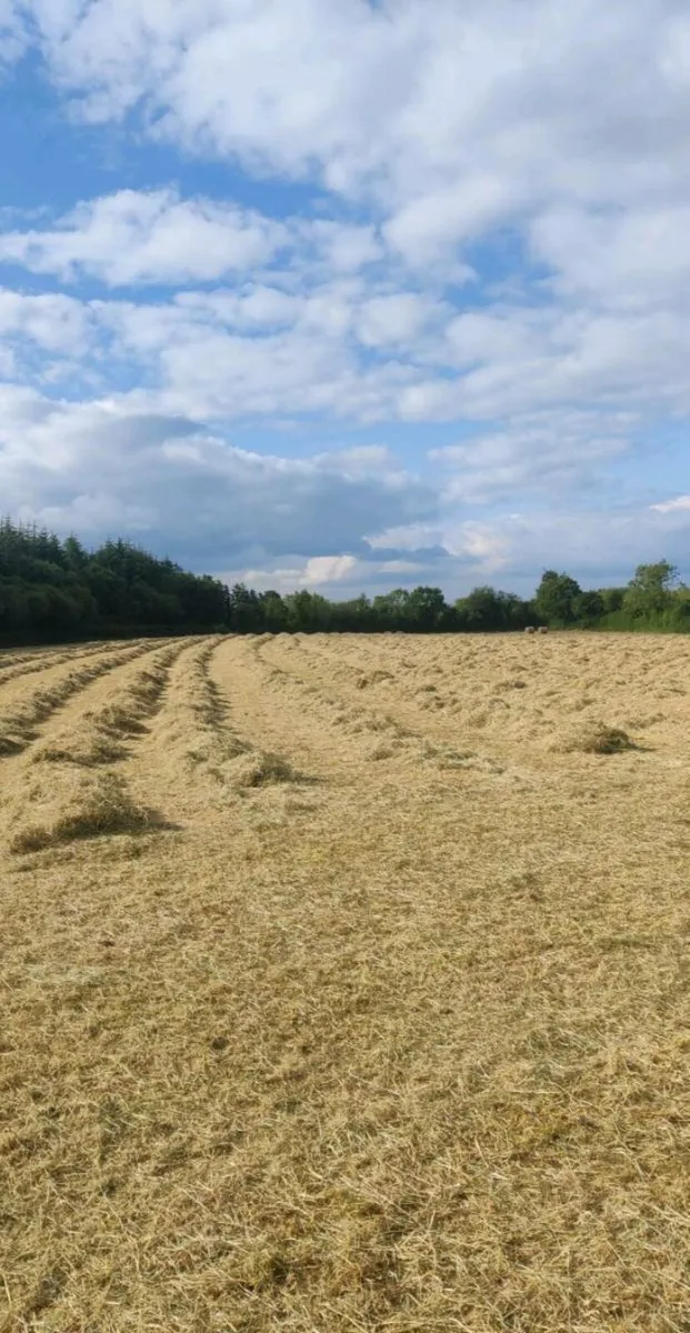 Haylage suitable for horses - Image 4