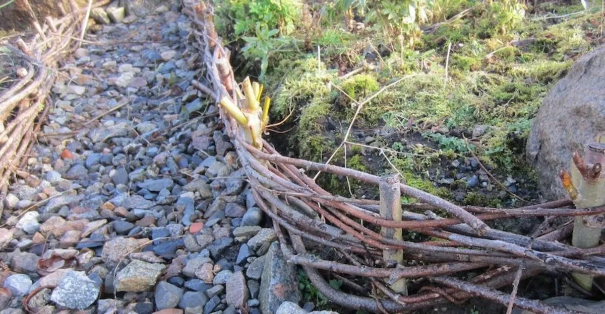 Willow Rods for weaving furniture, borders, basket - Image 2