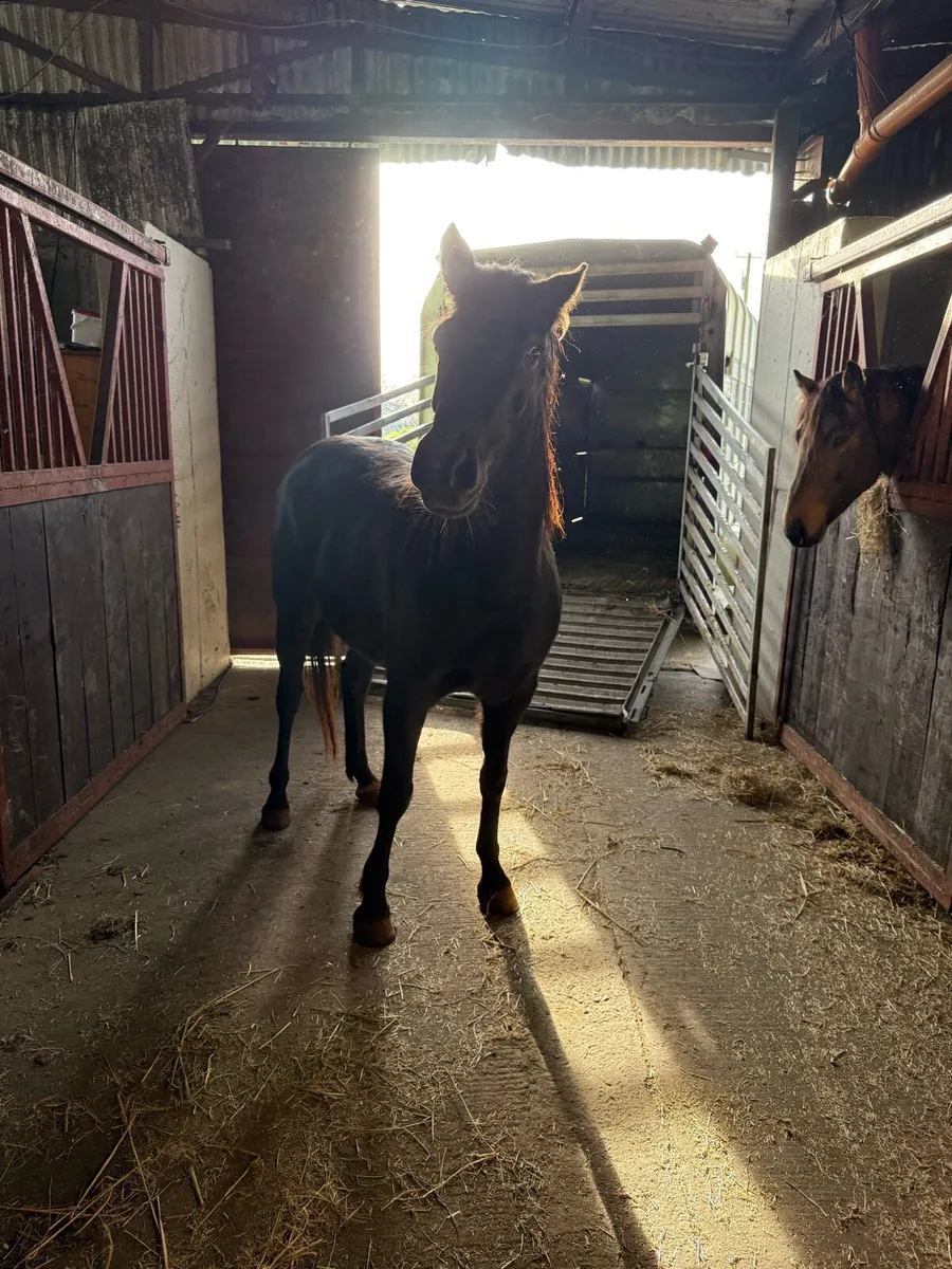 Pony for sale - Image 2