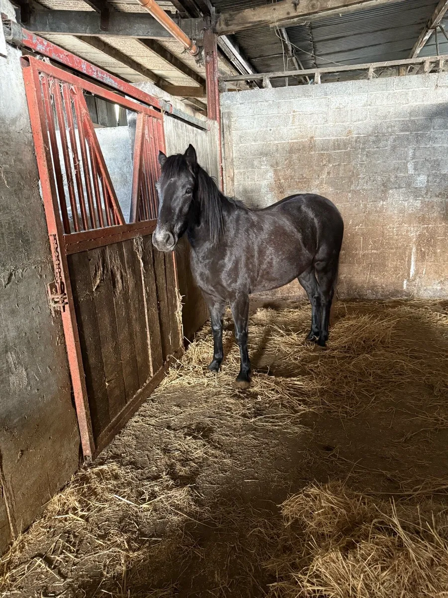 Pony for sale - Image 3