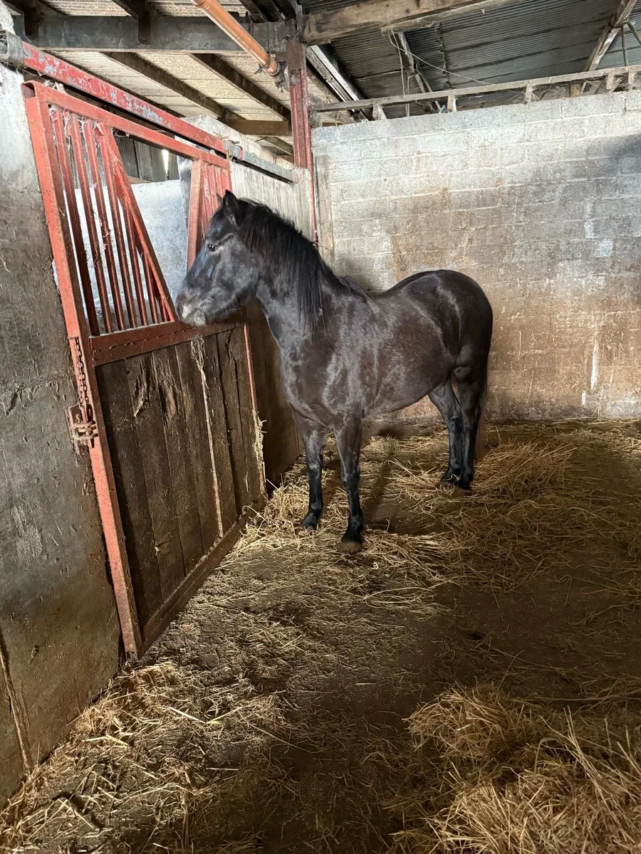 Pony for sale - Image 4
