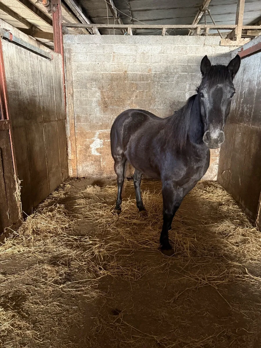 Pony for sale - Image 1