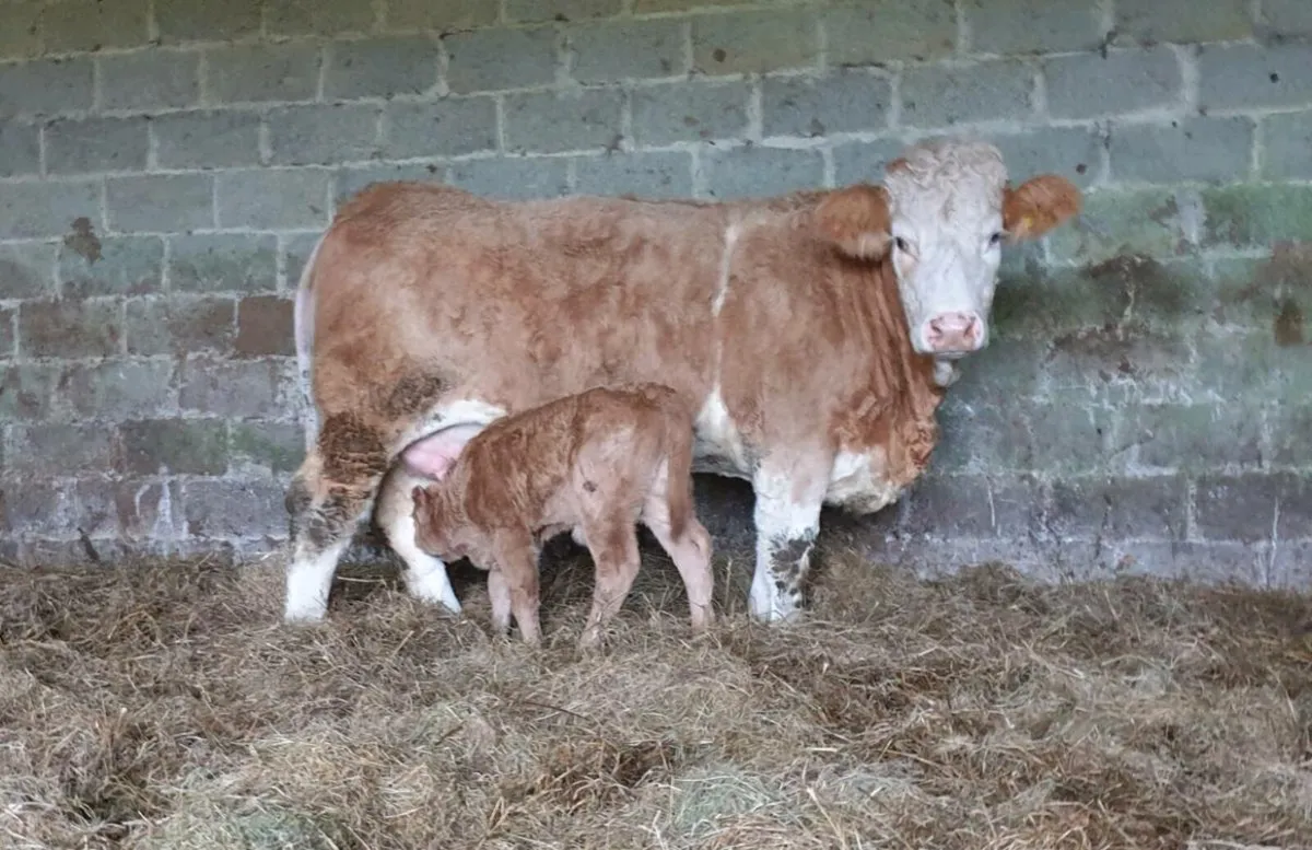 Heifer and calf - Image 1