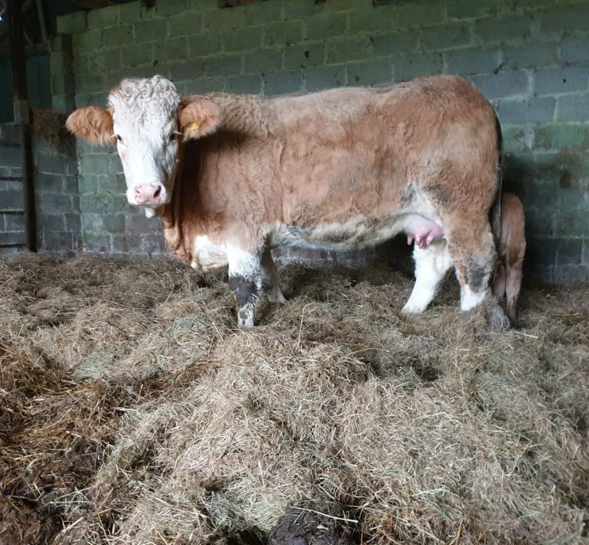 Heifer and calf - Image 2