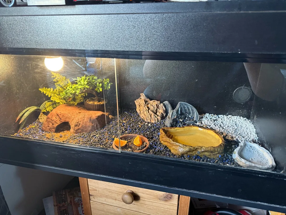 2 Gecko's and a Terrarium with everything included - Image 1
