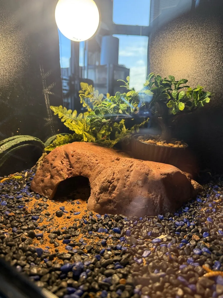 2 Gecko's and a Terrarium with everything included - Image 2