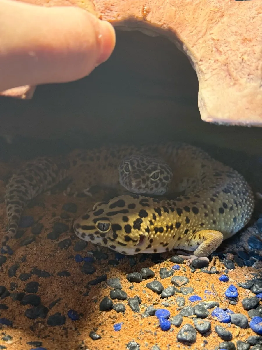 2 Gecko's and a Terrarium with everything included - Image 3