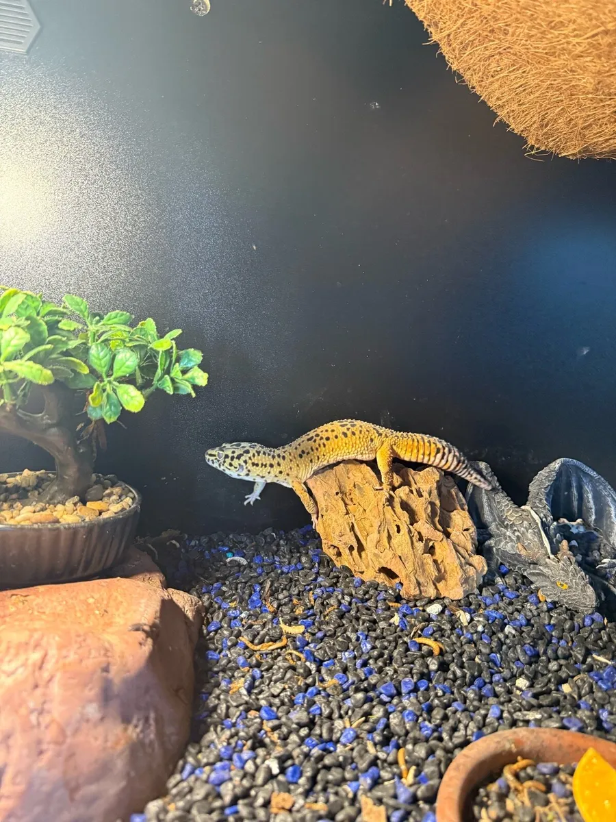 2 Gecko's and a Terrarium with everything included - Image 4
