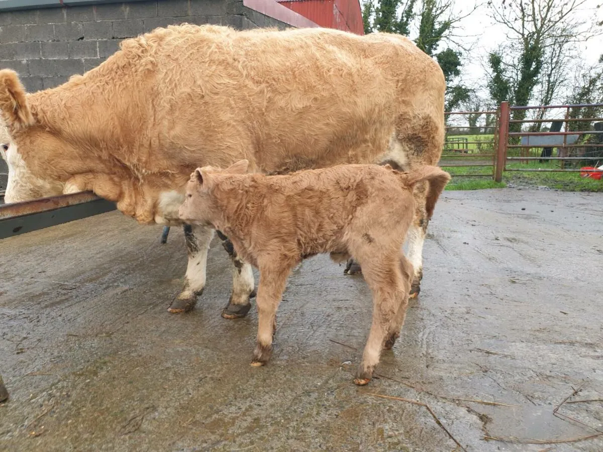 Heifer and calf - Image 3