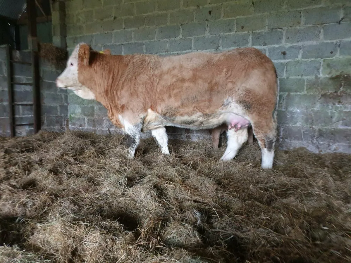 Heifer and calf - Image 4