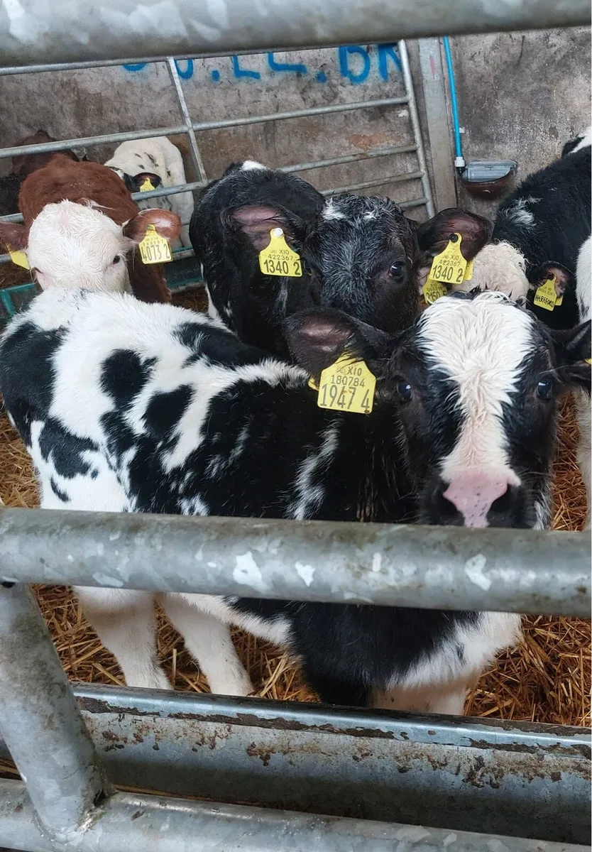 9 Heifer Calves - Image 1