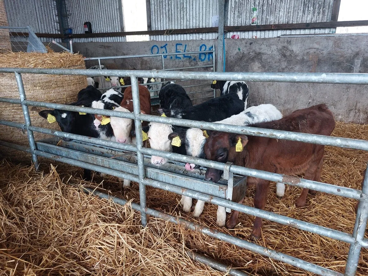 9 Heifer Calves - Image 2