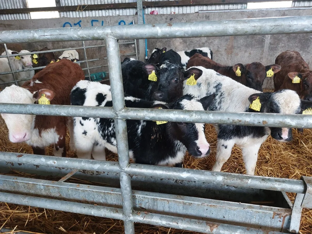 9 Heifer Calves - Image 3