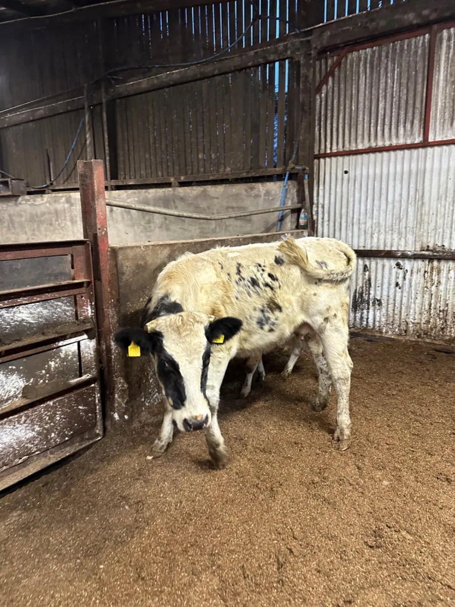 Blue heifer with heifer calve - Image 3
