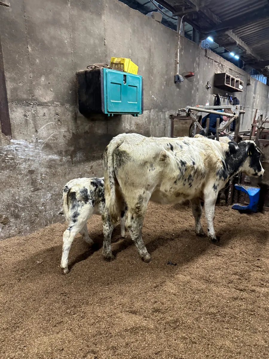 Blue heifer with heifer calve - Image 4