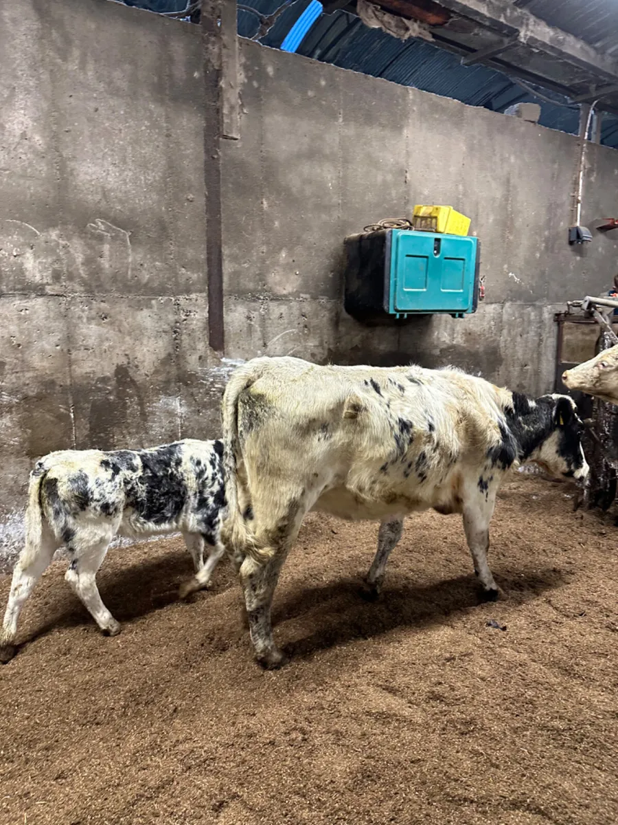 Blue heifer with heifer calve - Image 1