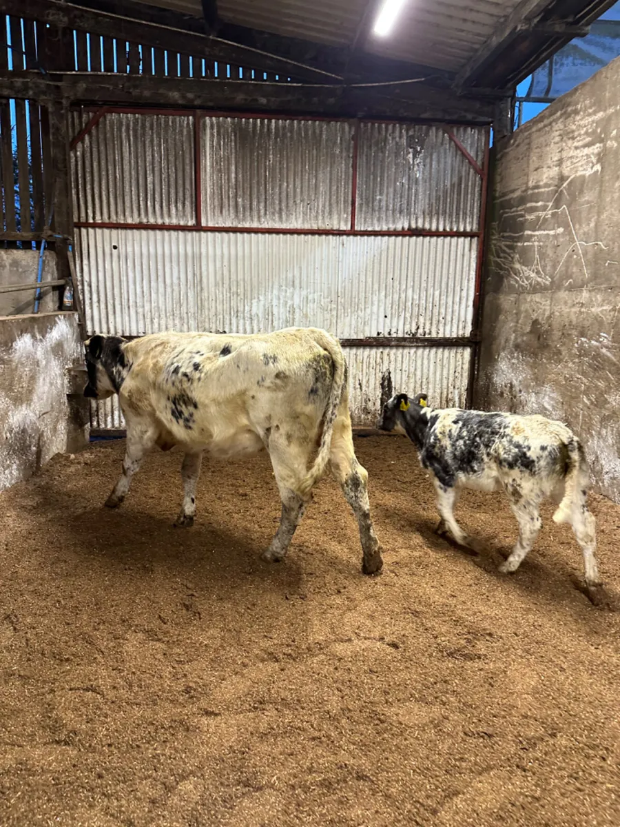 Blue heifer with heifer calve - Image 2