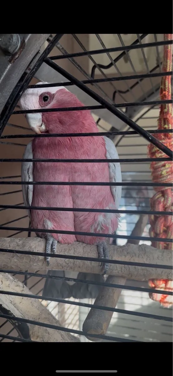 Galah cockatoo