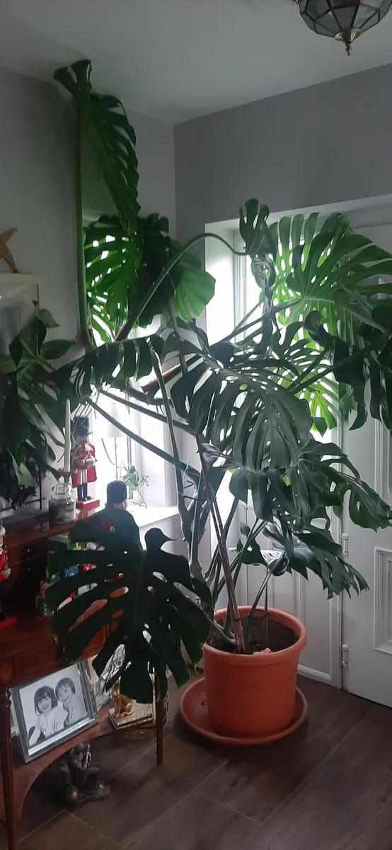 Monstera Plant