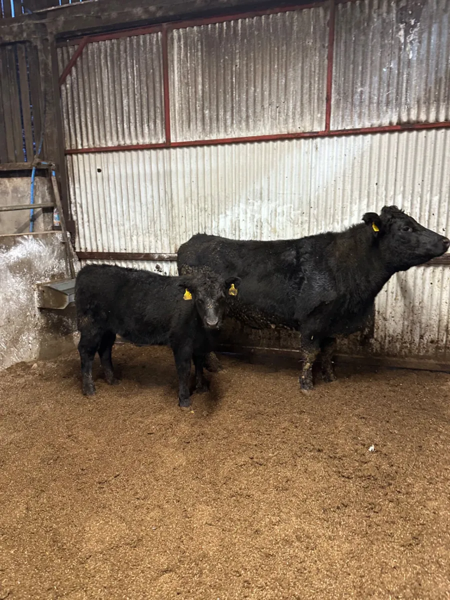 Angus outfit - Image 4