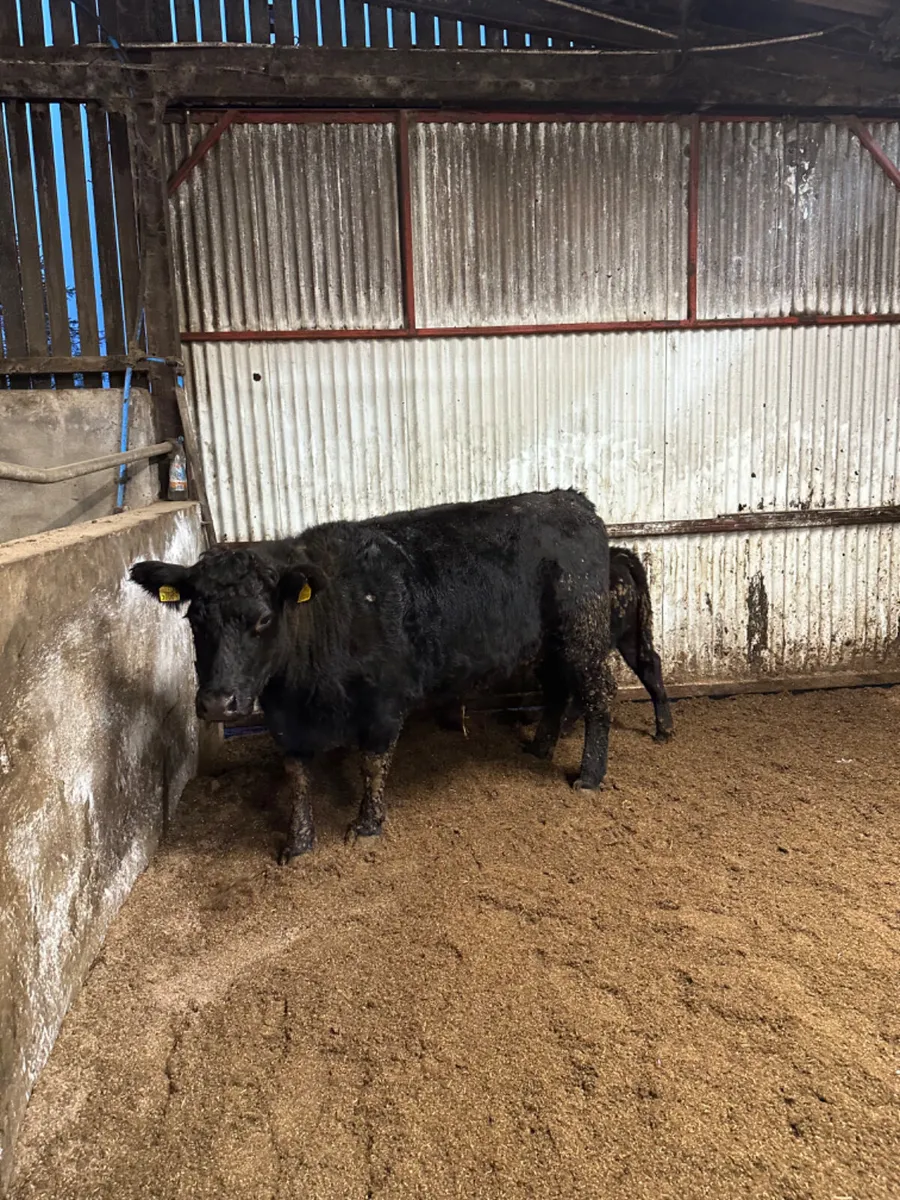 Angus outfit - Image 1