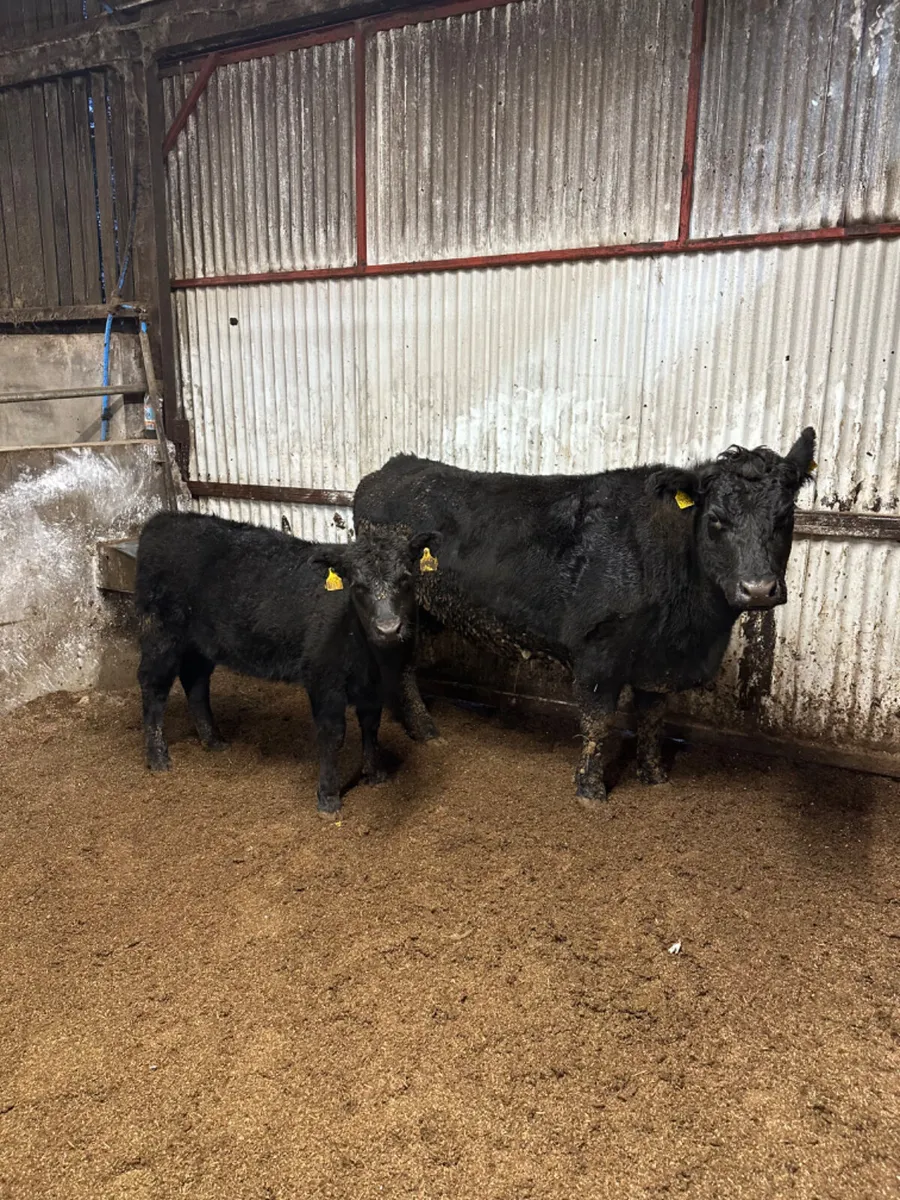 Angus outfit - Image 3