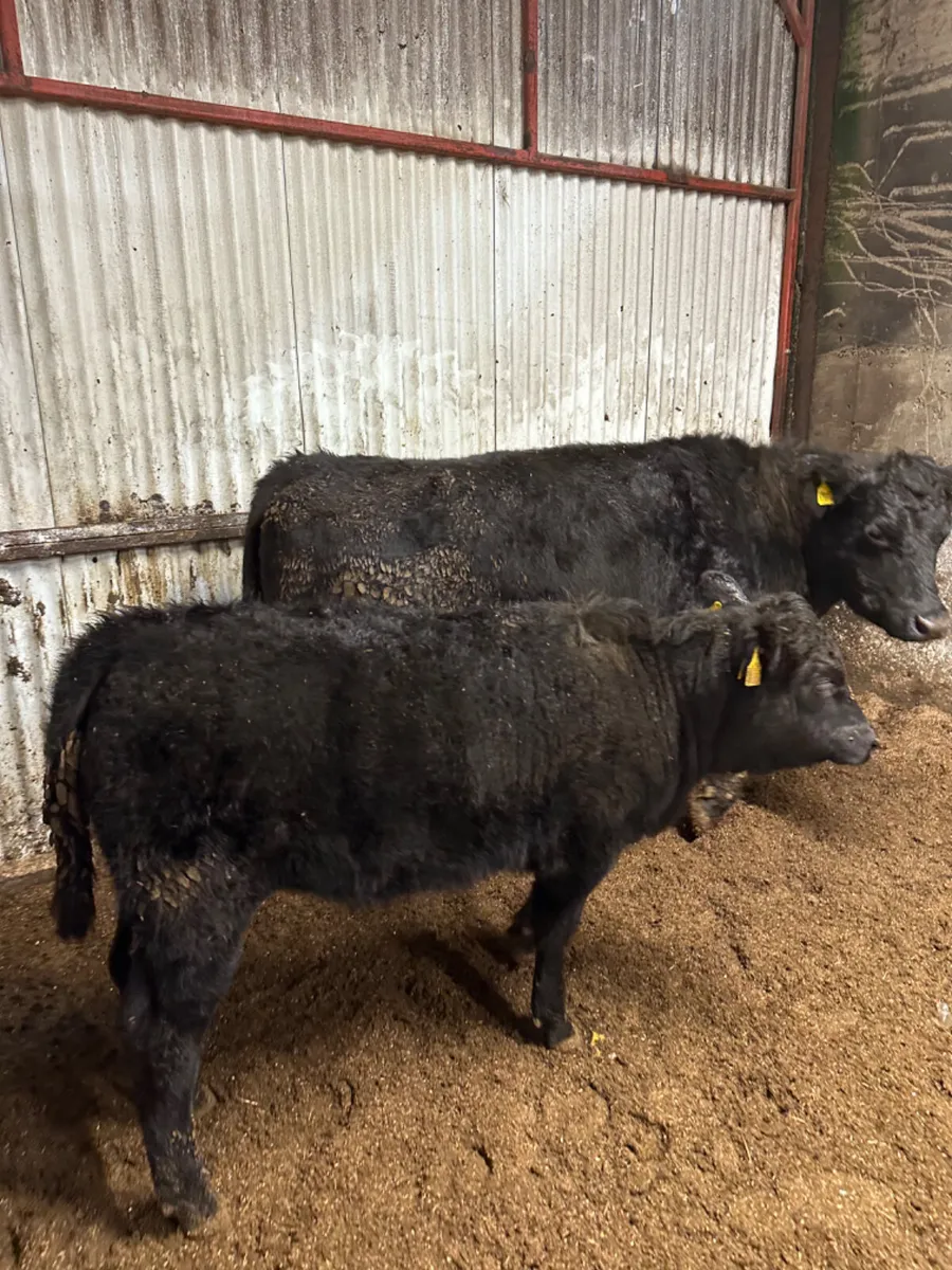 Angus outfit - Image 2