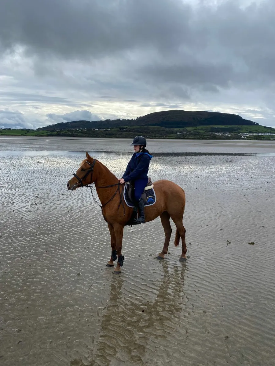 15.2h 4 year old mare - Image 1