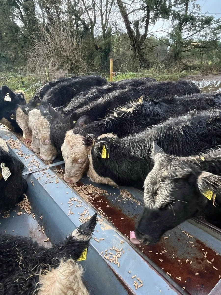 12 heifer weanlings 210kg - Image 2