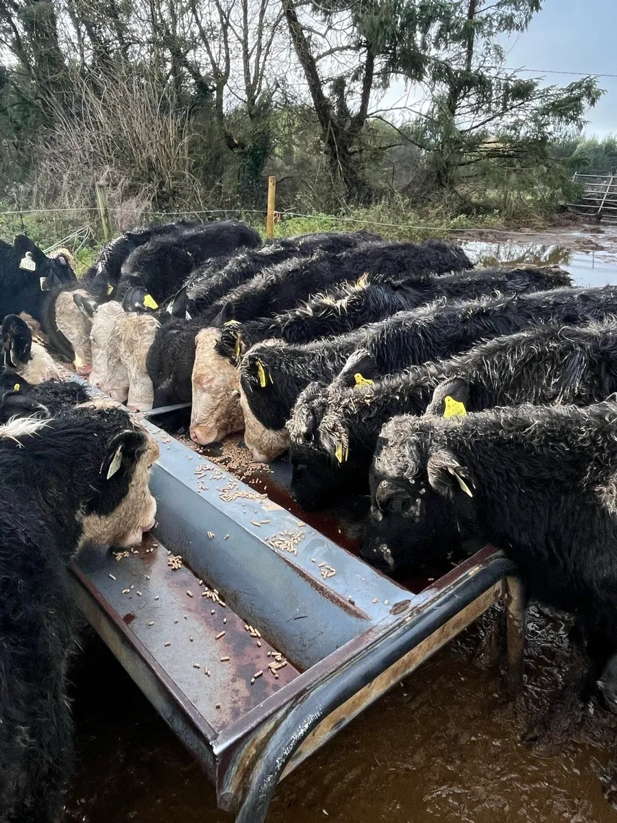 12 heifer weanlings 210kg - Image 1
