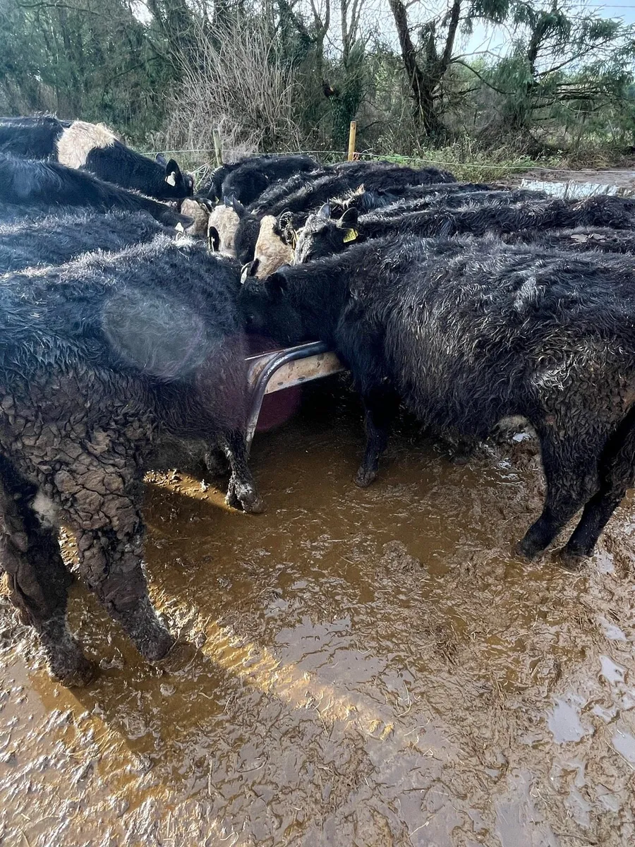 12 heifer weanlings 210kg - Image 3