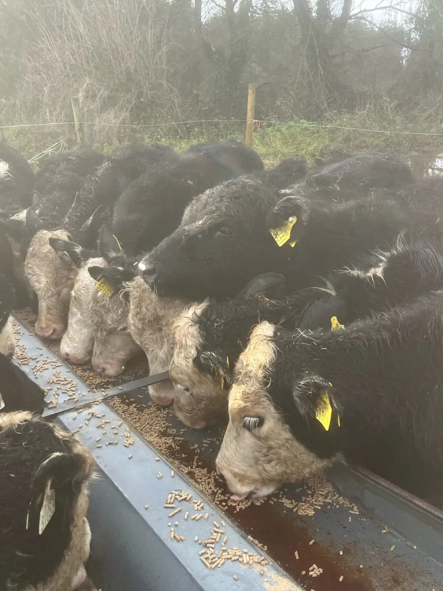 12 heifer weanlings 210kg - Image 4