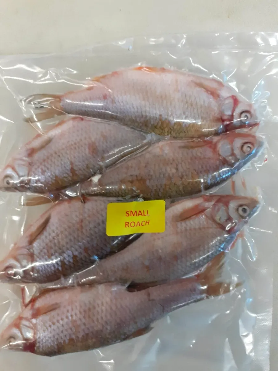 Quality Frozen Bait, Pike Fishing - Image 3